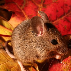 Foto Das grüne Wunder - Unser Wald