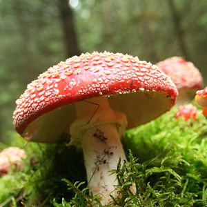 Foto Das grüne Wunder - Unser Wald