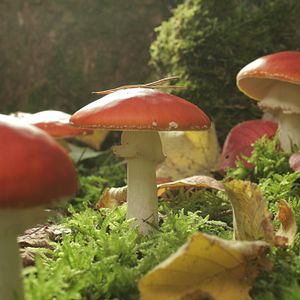 Foto Das grüne Wunder - Unser Wald