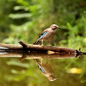 Foto Das grüne Wunder - Unser Wald