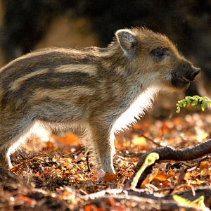 Foto Das grüne Wunder - Unser Wald