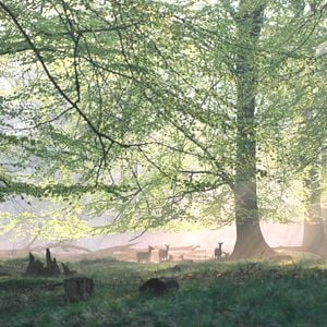 Foto Das grüne Wunder - Unser Wald