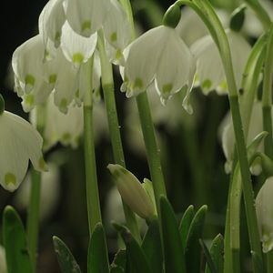 Foto Das grüne Wunder - Unser Wald