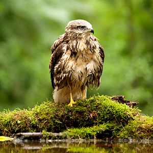 Foto Das grüne Wunder - Unser Wald