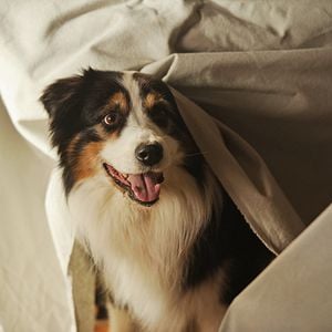 Foto Los Cinco y el misterio de la joya escondida