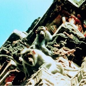 Foto Hánuman, la leyenda del dios mono