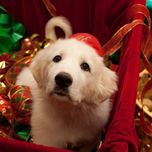 Santa Can 2: Los cachorros de Santa - Película 2012