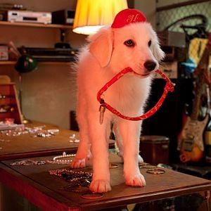 Foto Santa Can 2: Los cachorros de Santa