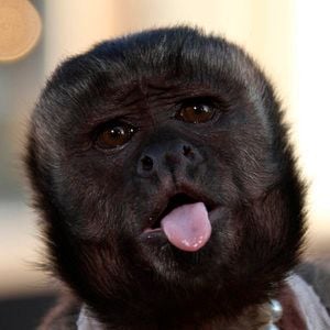 Foto Crystal the Monkey