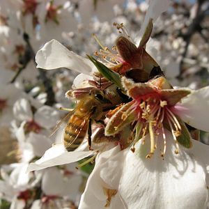 Foto Mucho más que miel