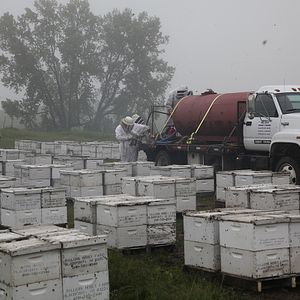 Foto Mucho más que miel