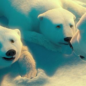 Foto The Polar Bears