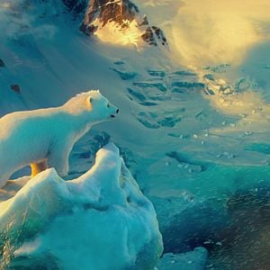 Foto The Polar Bears