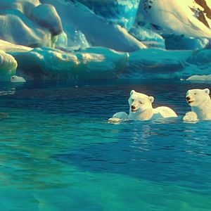 Foto The Polar Bears