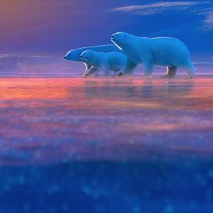 Foto The Polar Bears