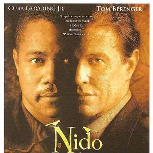 Foto Nido de cuervos