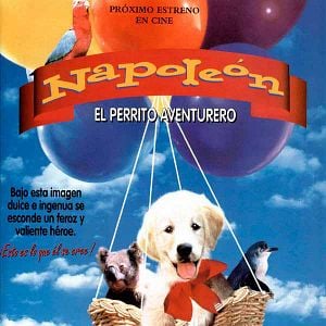 Foto Napoleón, el perrito aventurero