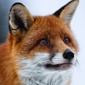 Foto Una amistad inolvidable