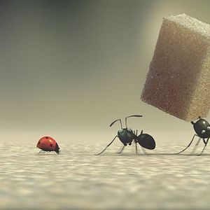 Foto Minúsculos: El valle de las hormigas perdidas