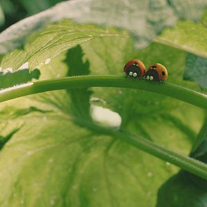 Foto Minúsculos: El valle de las hormigas perdidas