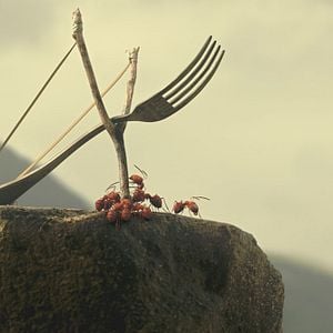 Foto Minúsculos: El valle de las hormigas perdidas