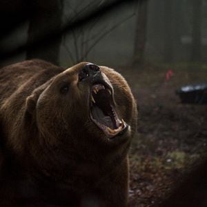 Foto Territorio Grizzly
