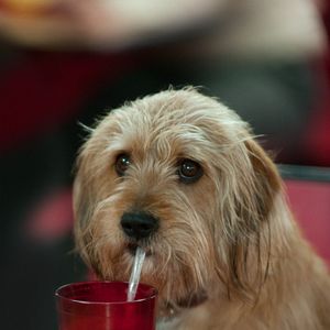 Foto Los amos de la noticia