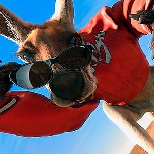 Foto Canguro Jack trinca y brinca