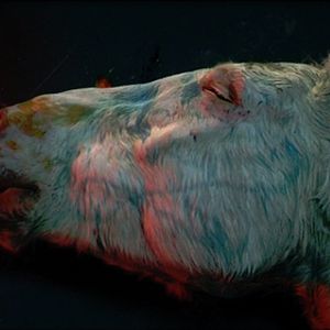 Foto Boro in the Box et Living still Life