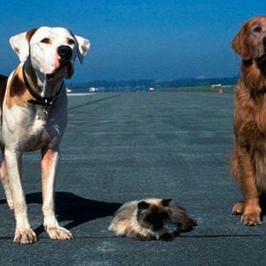 Foto De vuelta a casa 2: Perdidos en San Francisco