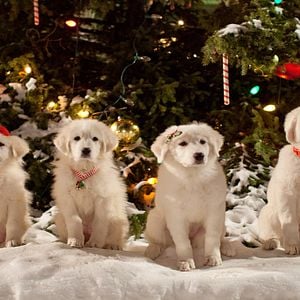 Foto Santa Can 2: Los cachorros de Santa