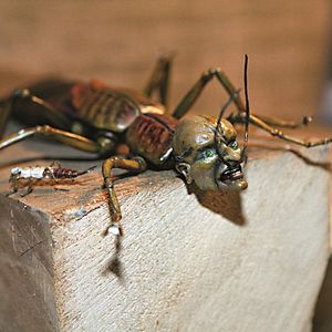 Foto Aventuras en el desván