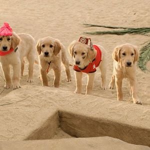 Foto Los buddies cazatesoros