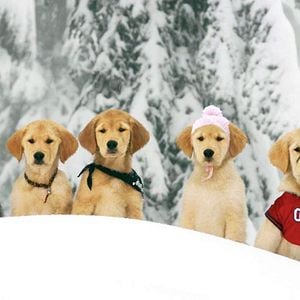 Foto Snow Buddies - Cachorros en la nieve