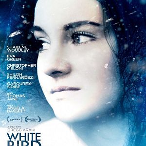 Foto White Bird in a Blizzard