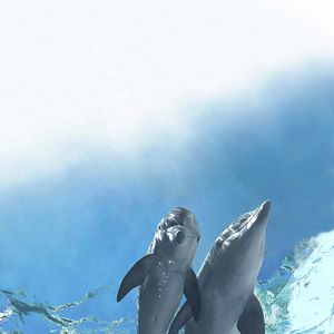 Foto La gran aventura de Winter el delfín 2