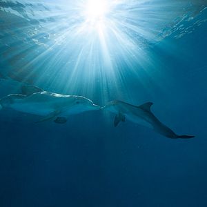 Foto La gran aventura de Winter el delfín 2