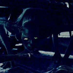 Foto The Last Will and Testament of Rosalind Leigh