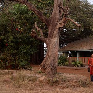 Foto Rastros de sándalo