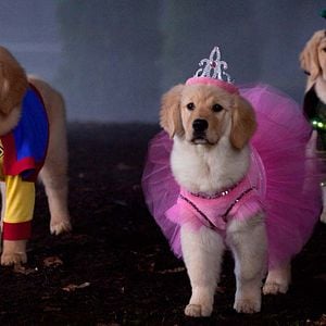 Foto Spooky Buddies - Cachorros embrujados