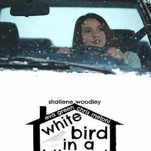 Foto White Bird in a Blizzard