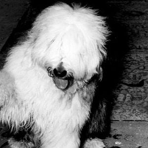 Foto El extraño caso de Wilby