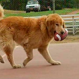 Air Bud: El fichaje de la liga - Película 1998