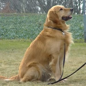 Foto Air Bud: El fichaje de la liga