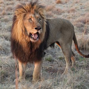 Foto African Safari 3D