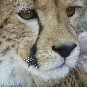 Foto African Safari 3D