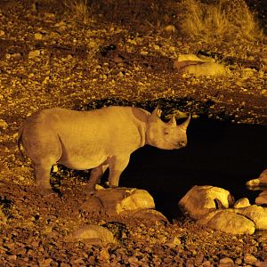 Foto African Safari 3D