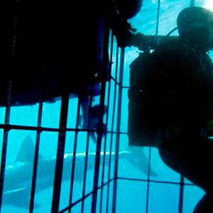 Foto Sharks: Are They Hunting Us?