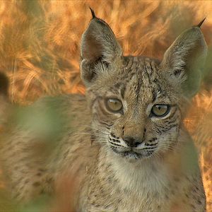 Foto WildMed, el último bosque mediterráneo