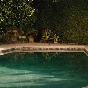 Foto White Bird in a Blizzard